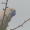 Ara 5