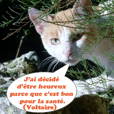 Chat voltaire
