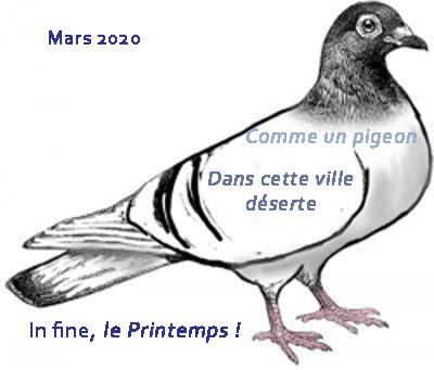 Haiku pigeon 2