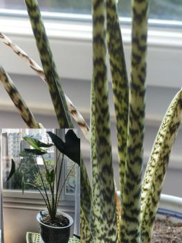 V alocasia z 3