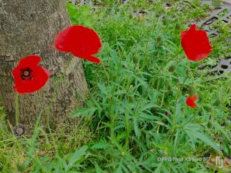 V coquelicots 1