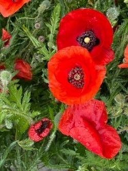 V coquelicots