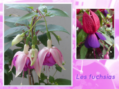 V fuchsias