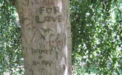 V tags