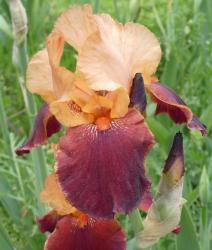 Iris-2025