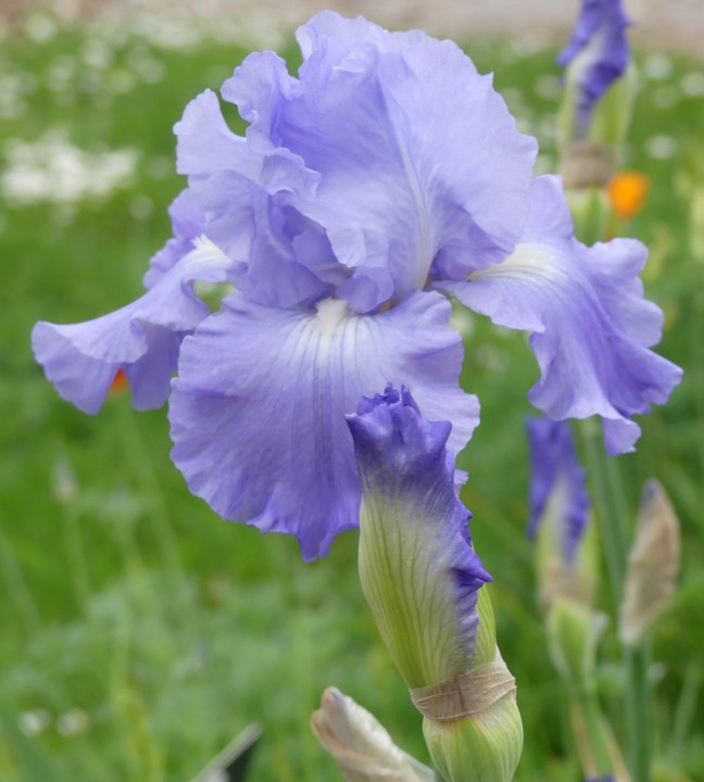 Fabulous frills