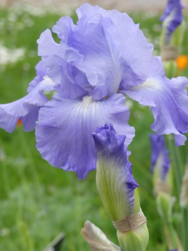Fabulous frills