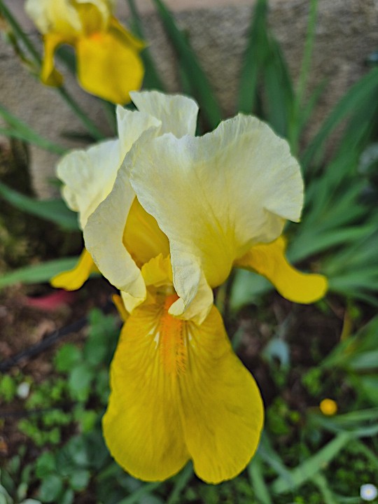 Iris n1