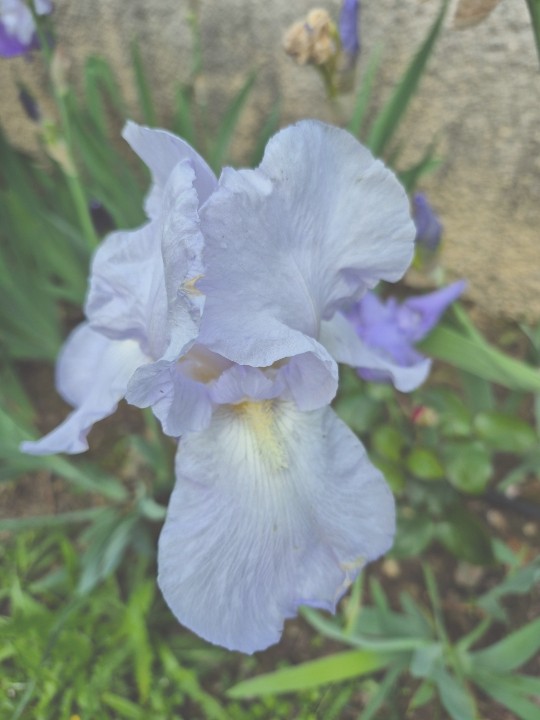 Iris n2