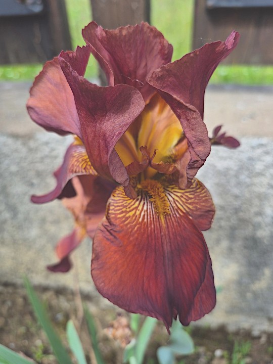 Iris n3