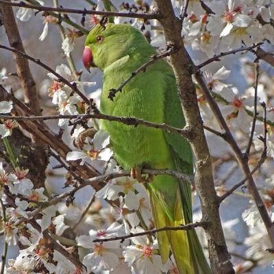 C'est le printemps !