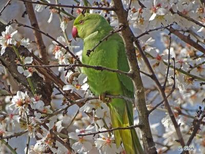 C'est le printemps !