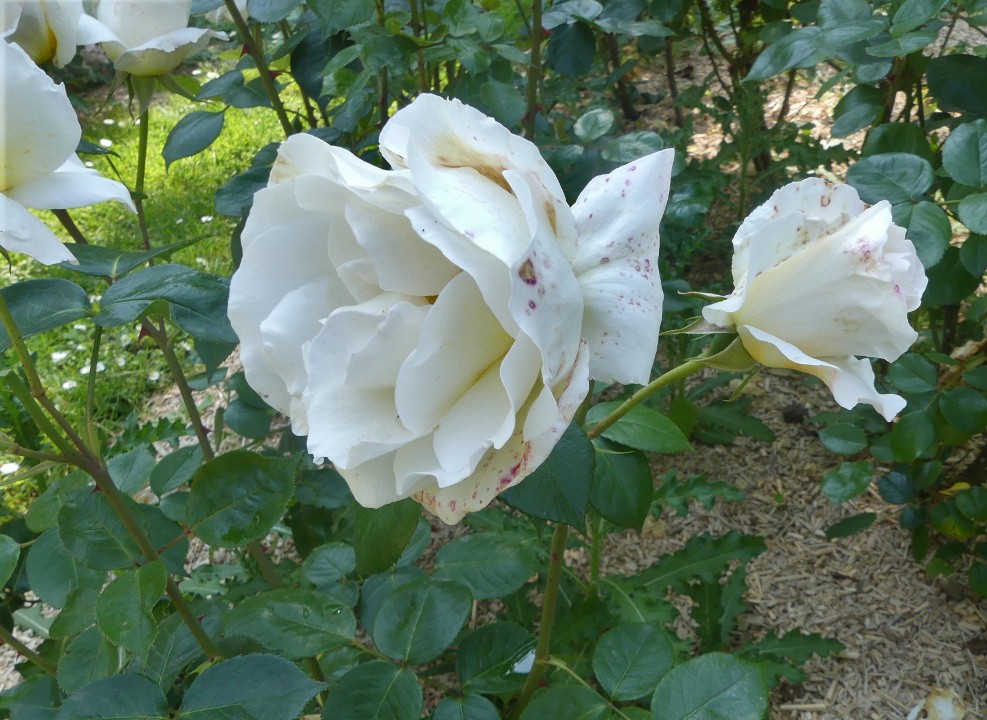 Rose a