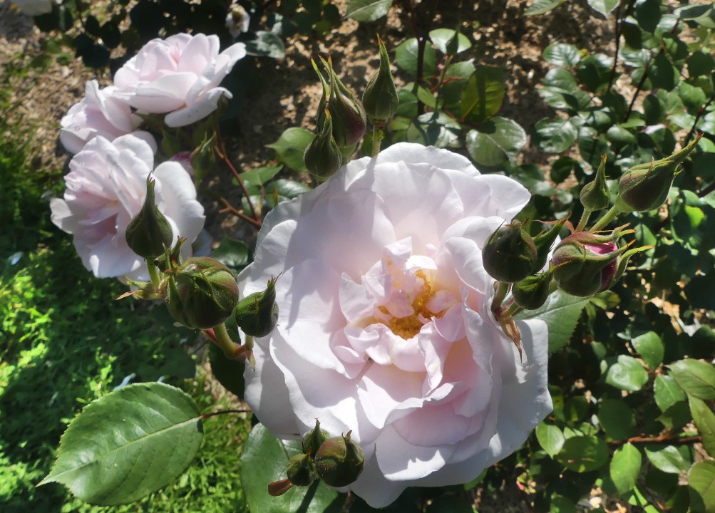 Rose b