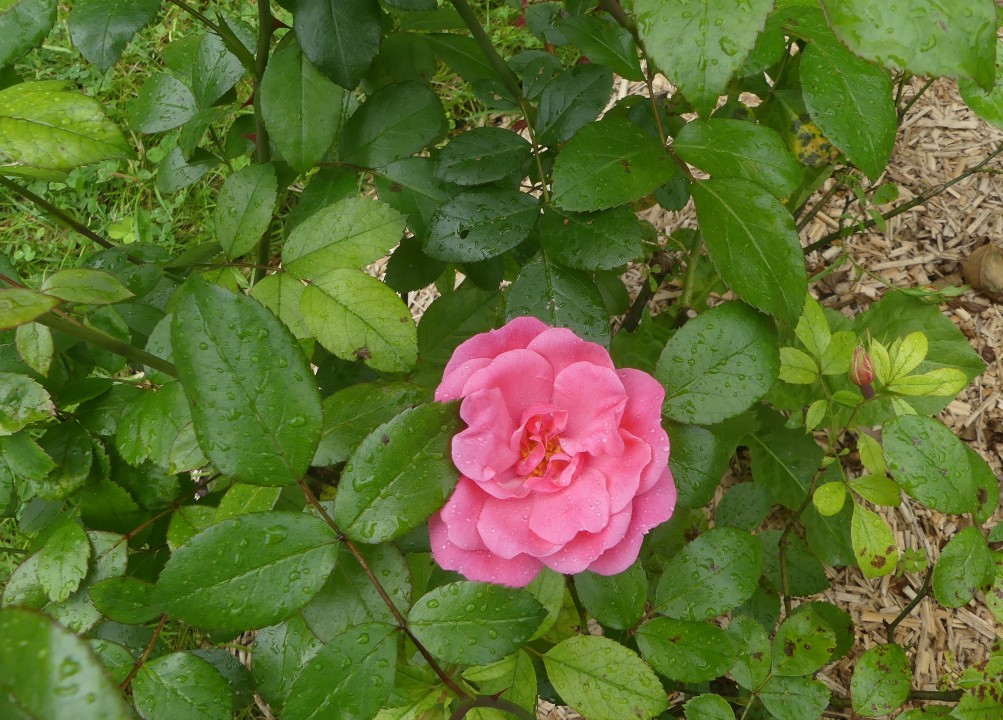 Rose c