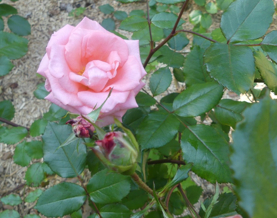 Rose d