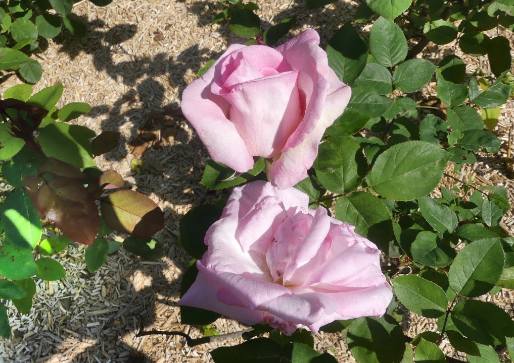 Rose e