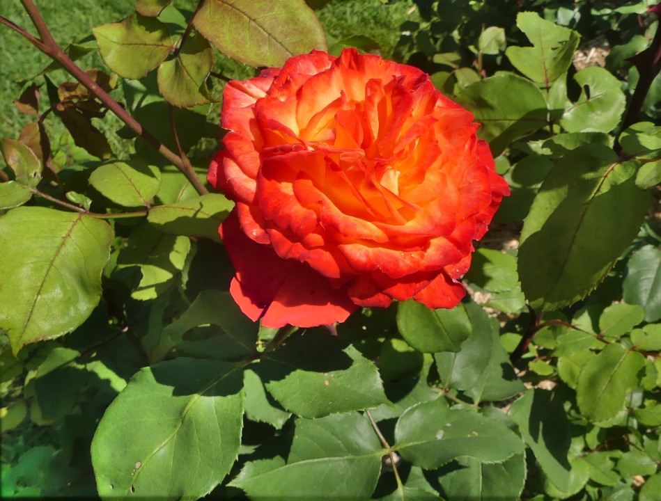 Rose f