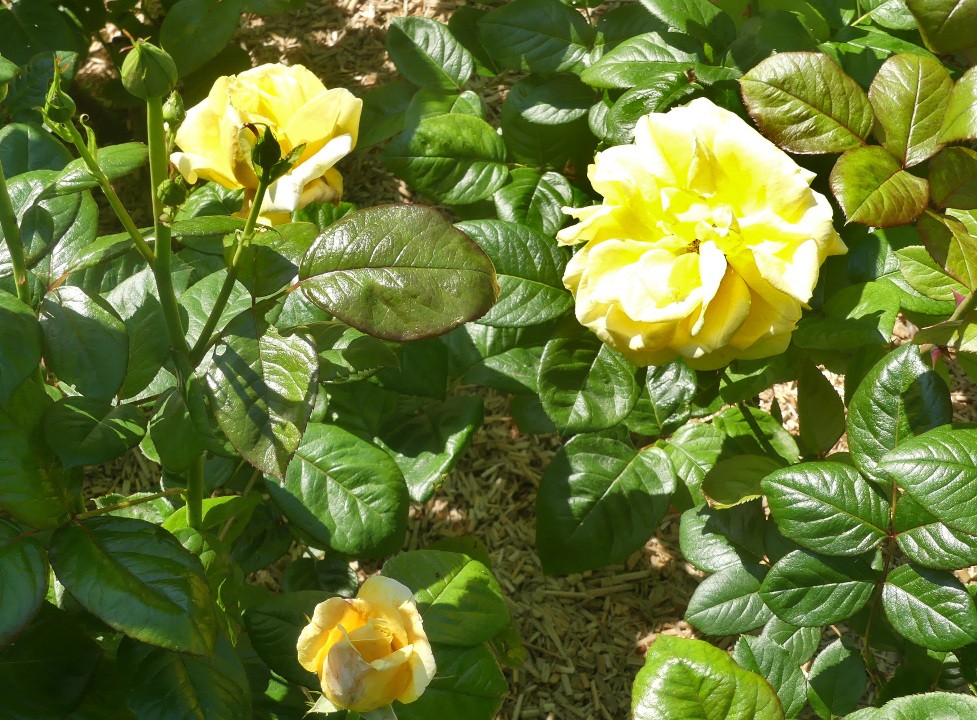 Rose h