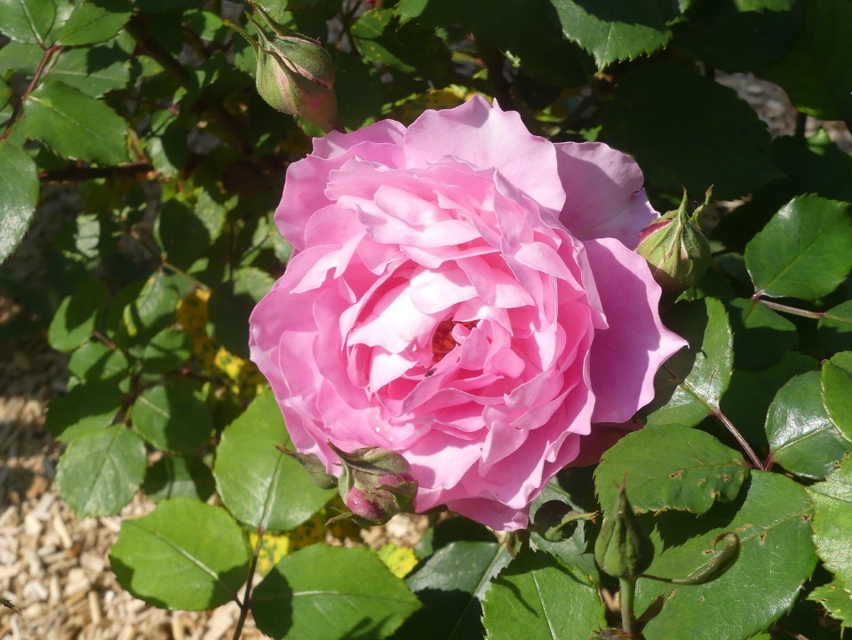 Rose i