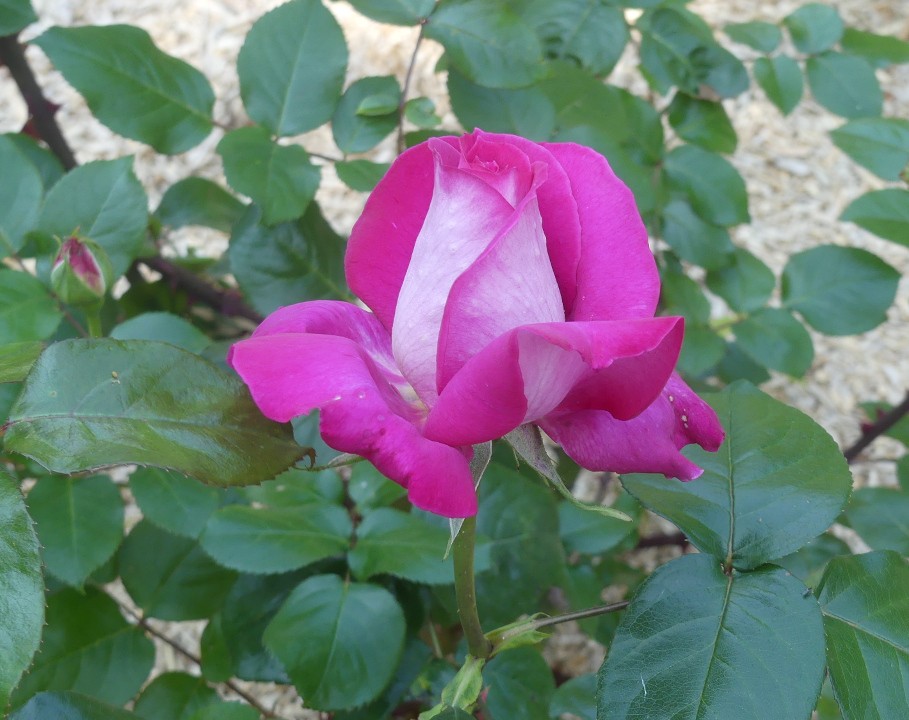 Rose k