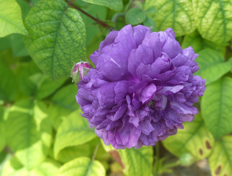 Rose l