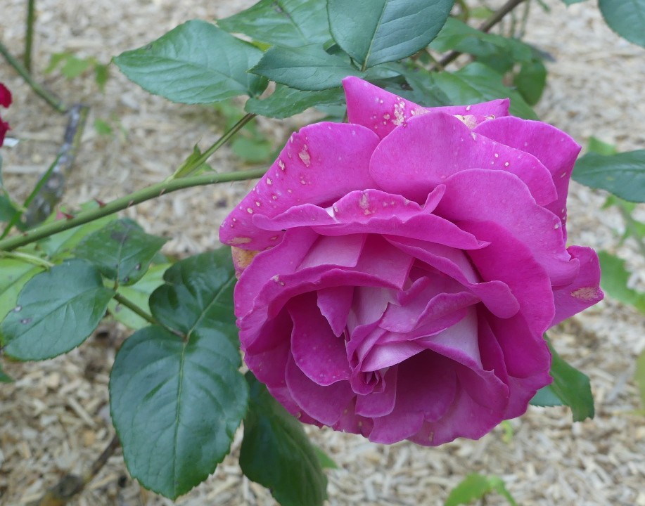 Rose m