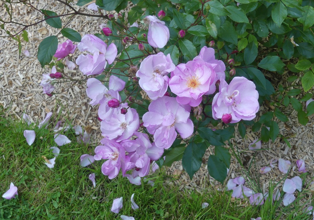 Rose n