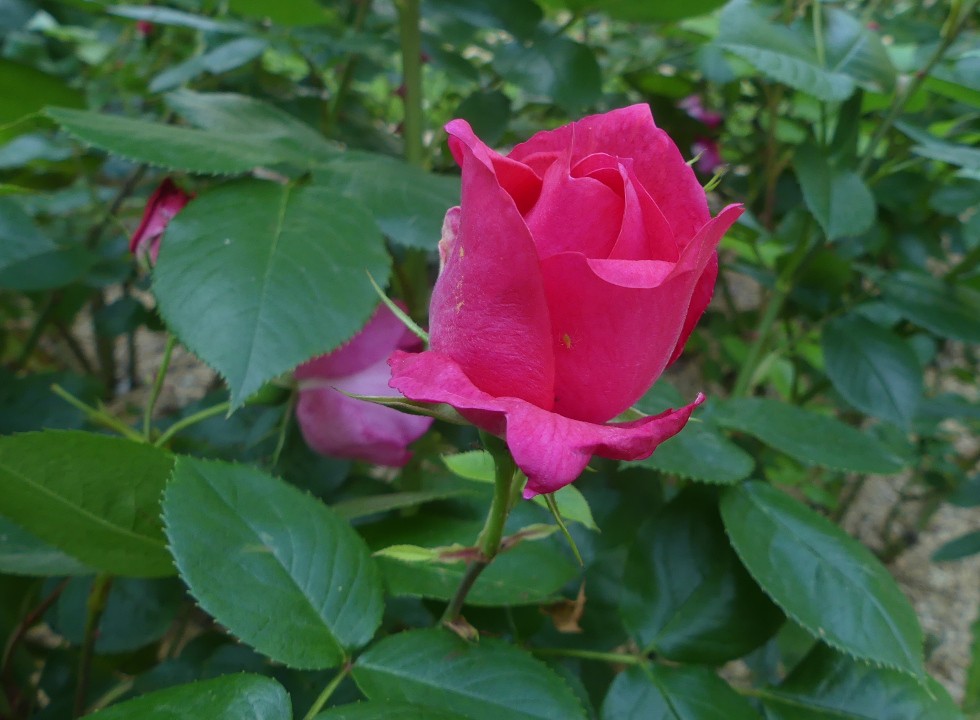 Rose o
