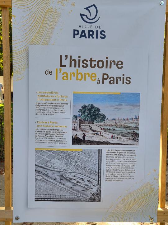 Arbre paris 2