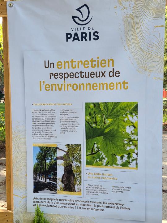 Arbre paris 5