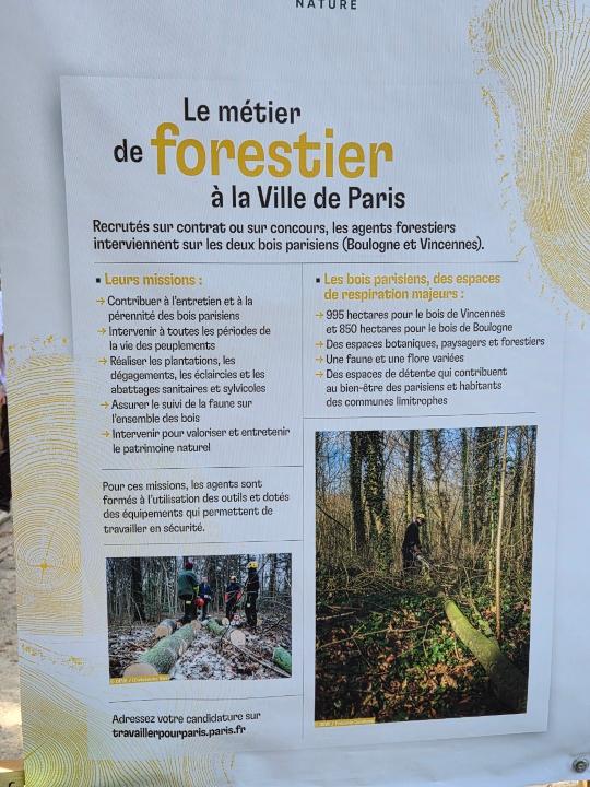 Arbre paris 6