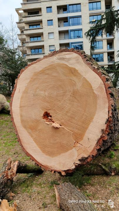 9. observer les cernes de croissance
