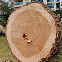 9. observer les cernes de croissance