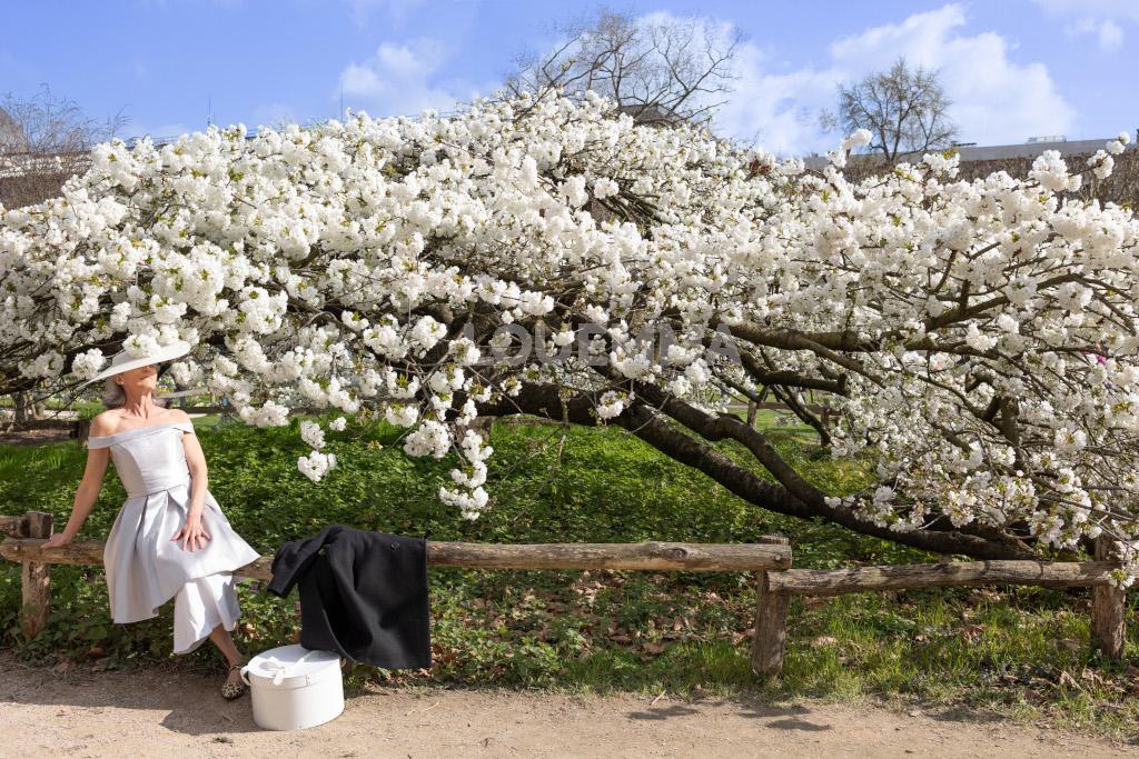 Cerisier en fleurs