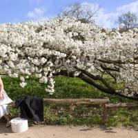 Cerisier en fleurs