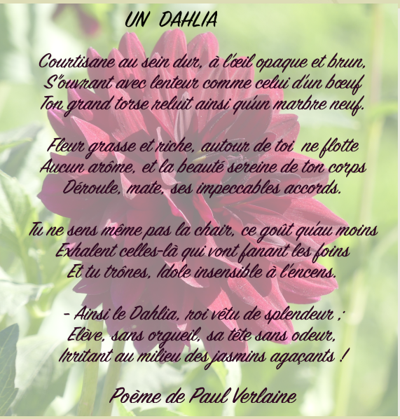 Dahlia 1verlaine