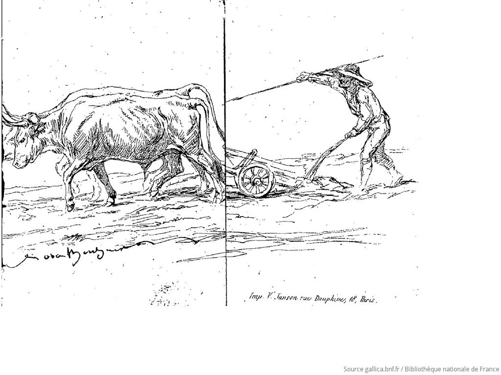 Dessin rosa bonheur