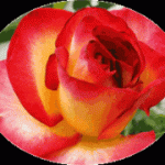 De quel chanteur cette rose porte-t-elle le nom  ?