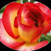 De quel chanteur cette rose porte-t-elle le nom  ?