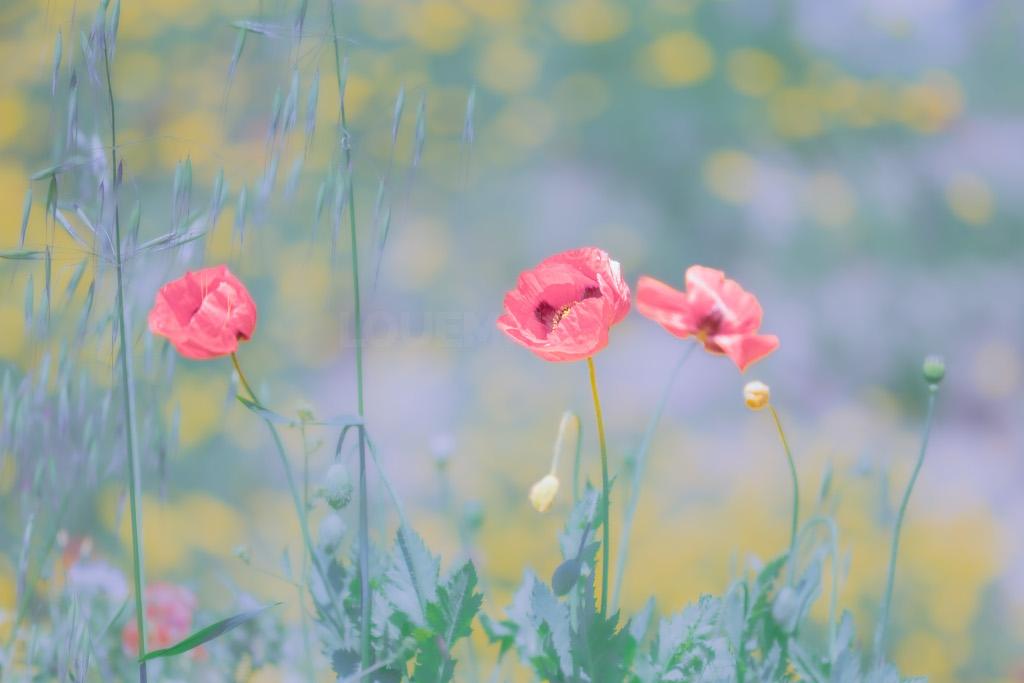 Fleurs