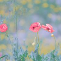 Fleurs