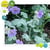 Fleurs lac 1