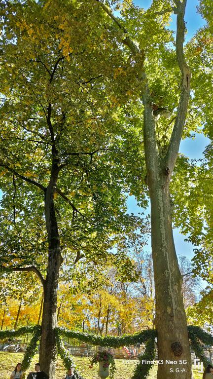 Fontaine m arbres 2