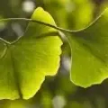 Les   ginkgo biloba remonte au jurassique.