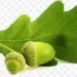 Le  gland est le fruit du chêne.