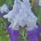 Iris n5 1