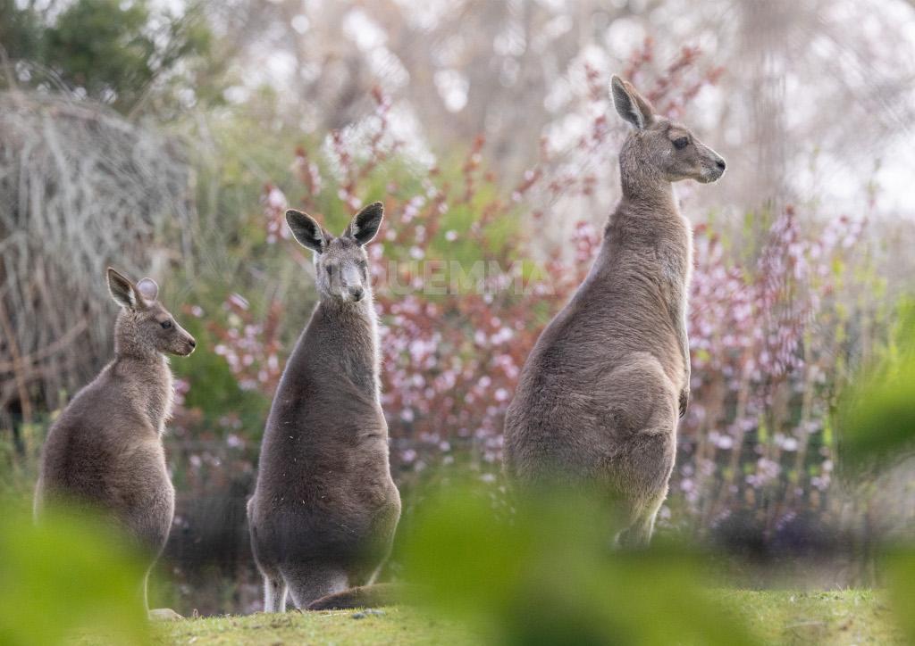 Kangourous