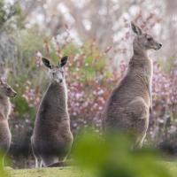 Kangourous