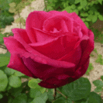 De quelle cantatrice cette rose porte-t-elle le nom ?